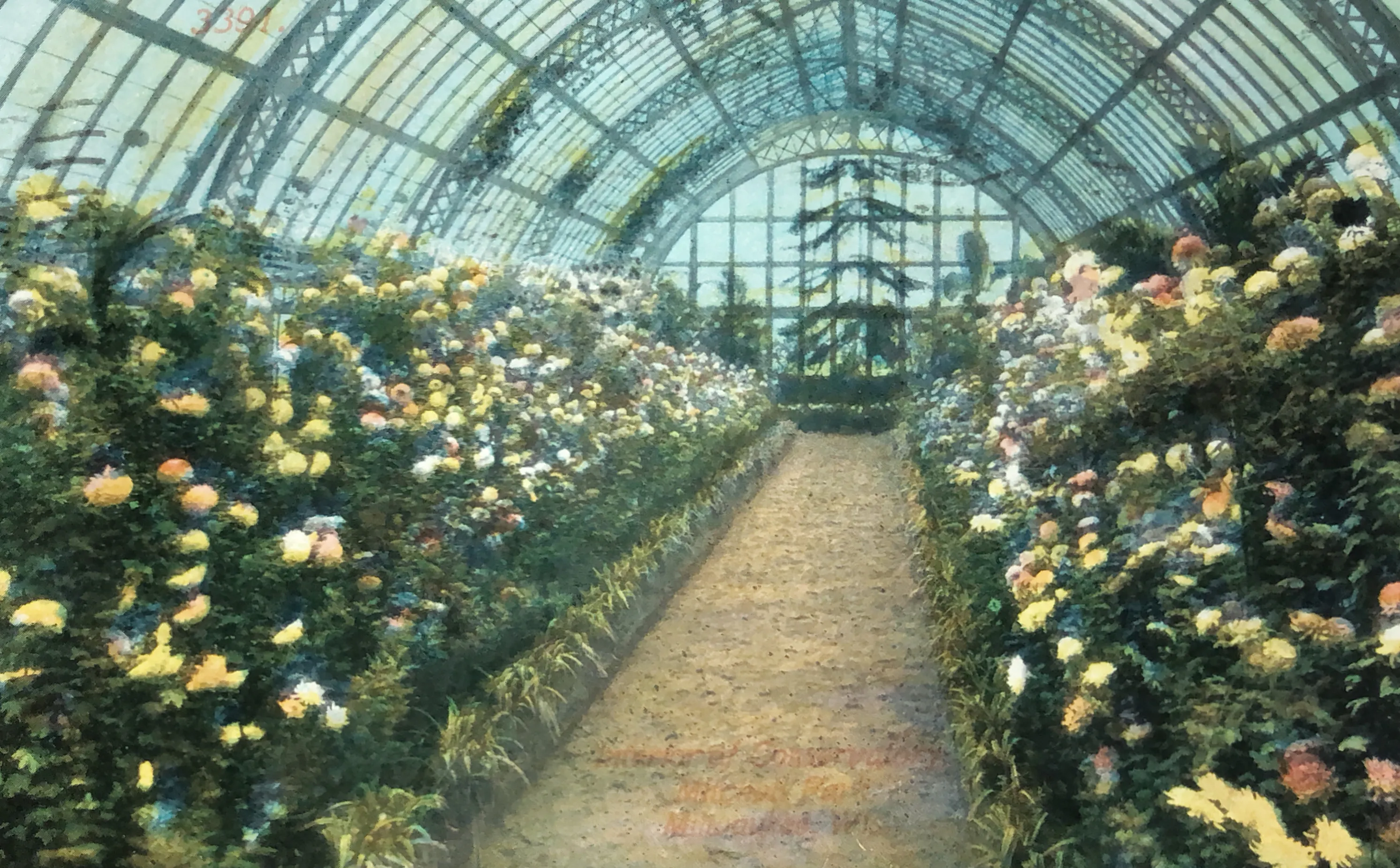 rows of colorful mums on either side of a dirt pathway